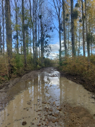 Photos 5 - Forestière - Jeunes peupleraies à fort potentiel sur sol productif – Loiret
