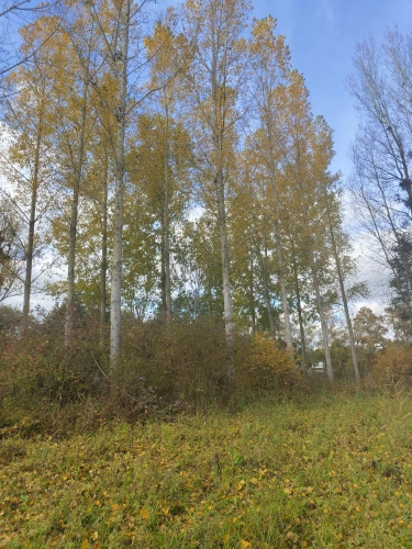 Photos 6 - Forestière - Jeunes peupleraies à fort potentiel sur sol productif – Loiret
