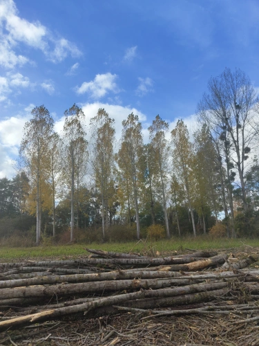 Photos 7 - Forestière - Jeunes peupleraies à fort potentiel sur sol productif – Loiret