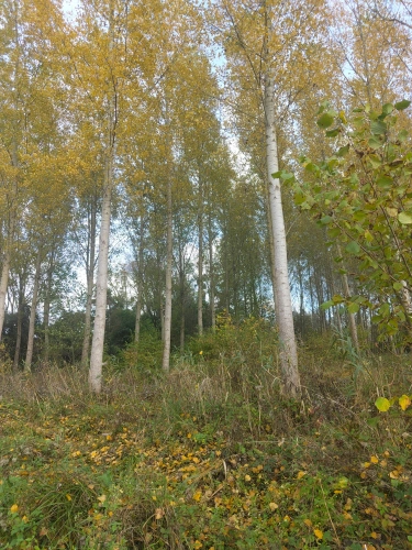 Photos 8 - Forestière - Jeunes peupleraies à fort potentiel sur sol productif – Loiret