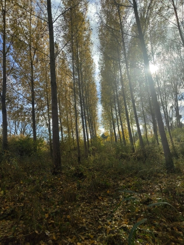 Photos 9 - Forestière - Jeunes peupleraies à fort potentiel sur sol productif – Loiret