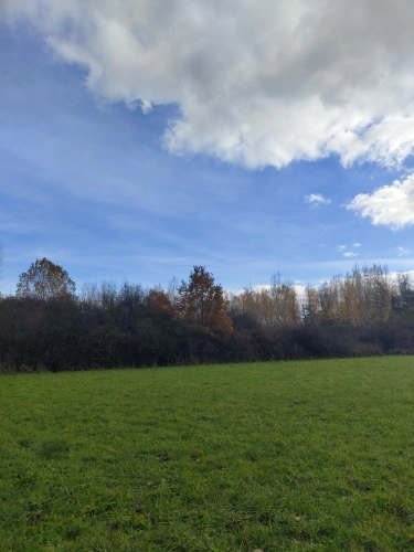 Photos 10 - Forestière - Jeunes peupleraies à fort potentiel sur sol productif – Loiret
