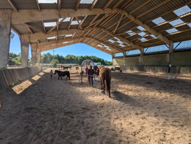 Photos 3 - Équestre - Ecurie de propriétaire sur 2 ha en Sologne