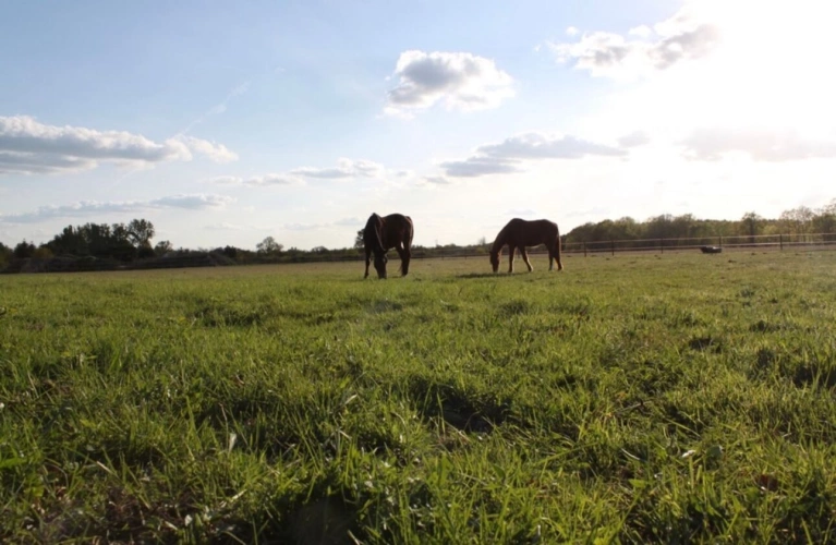 Photos 9 - Équestre - Ecurie de propriétaire sur 2 ha en Sologne
