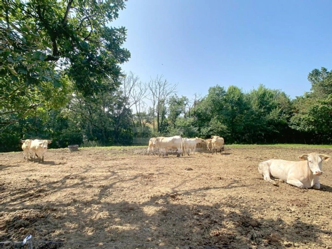 Photos 14 - Agricultural - Farming property