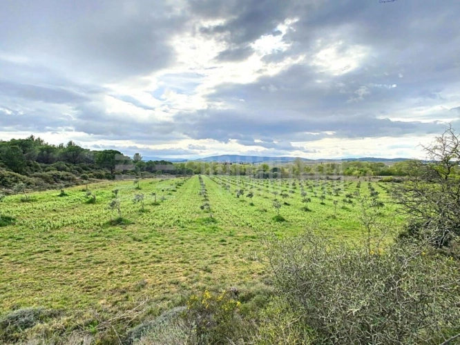 Photos 1 - Agricole - Terrain agricole