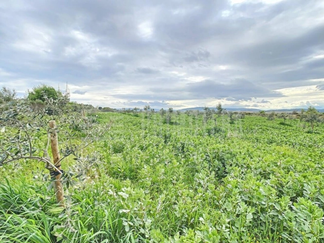 Photos 4 - Agricole - Terrain agricole