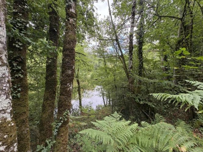 Photos 8 - Rurale - Terrain constructible