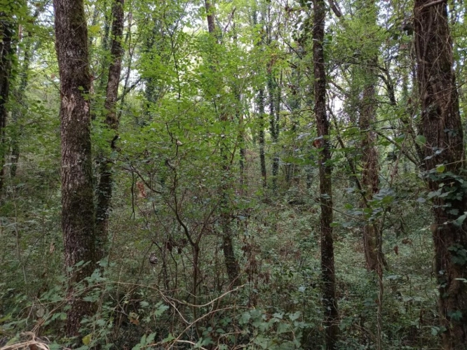 Photos 7 - Foncière - Terrain agricole