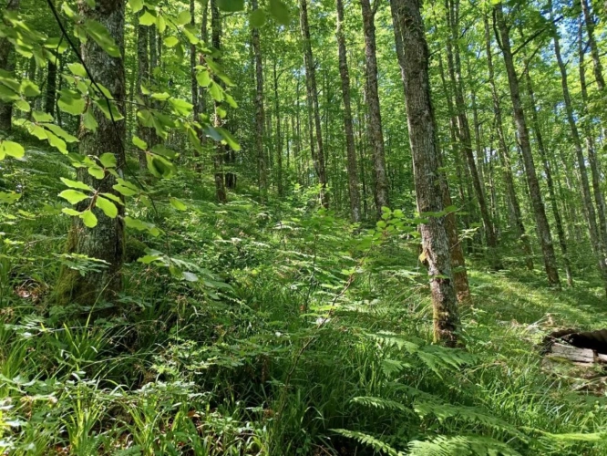 Photos 12 - Rurale - Maison et terrain