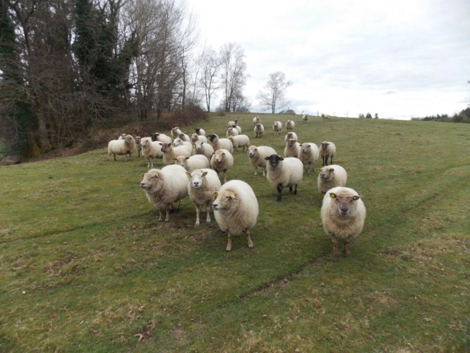 Photos 1 - Agricole - Corps de ferme
