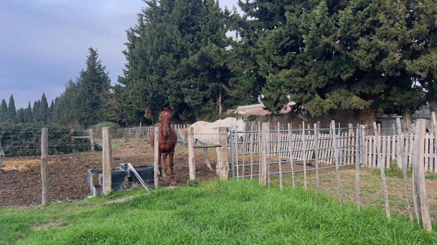 Photos 9 - Équestre - Au pied des Alpilles : mas de charme avec installations équestres (13)