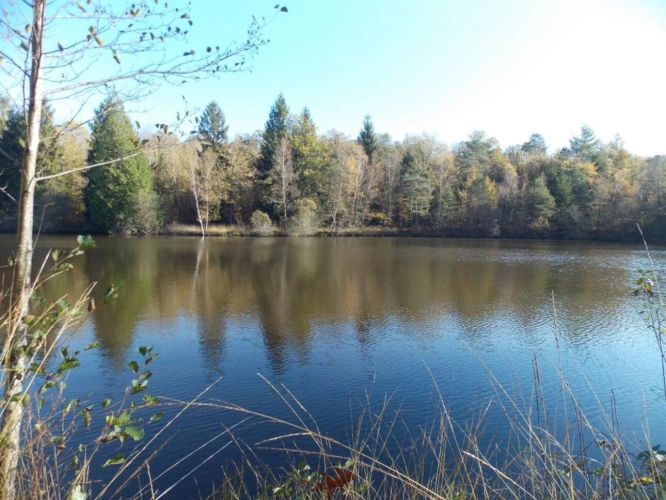 Photos 1 - Forestière - Etang