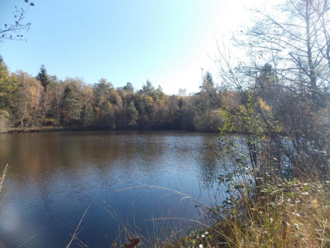 Photos 2 - Forestière - Etang