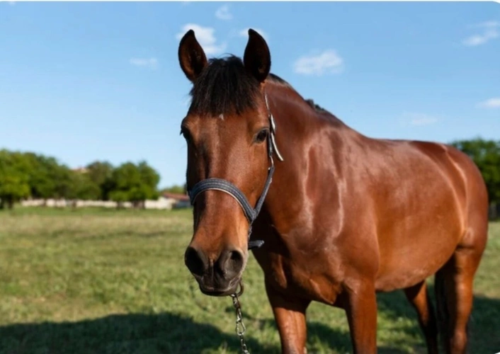 Photos 12 - Touristique - Propriete à vendre 7 pièces proche CHARMES (88) FERME & HANGAR sur 7500 m2 TERRAIN