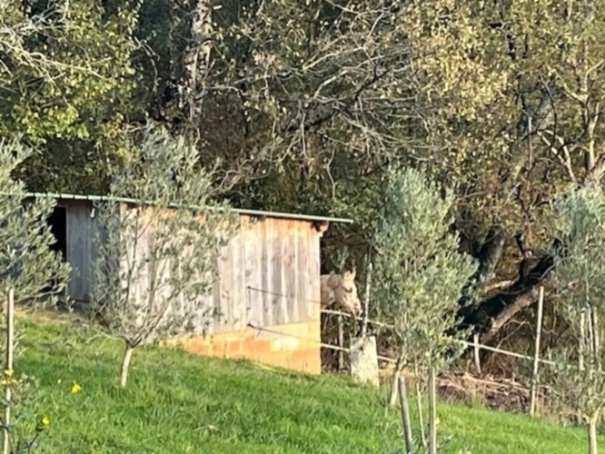 Photos 46 - Équestre - MARCIAC(32) proche, BELLE PROPRIETE GASCONNE 3ha, maison de maitre, 4 gîtes, piscine, boxes à chevaux