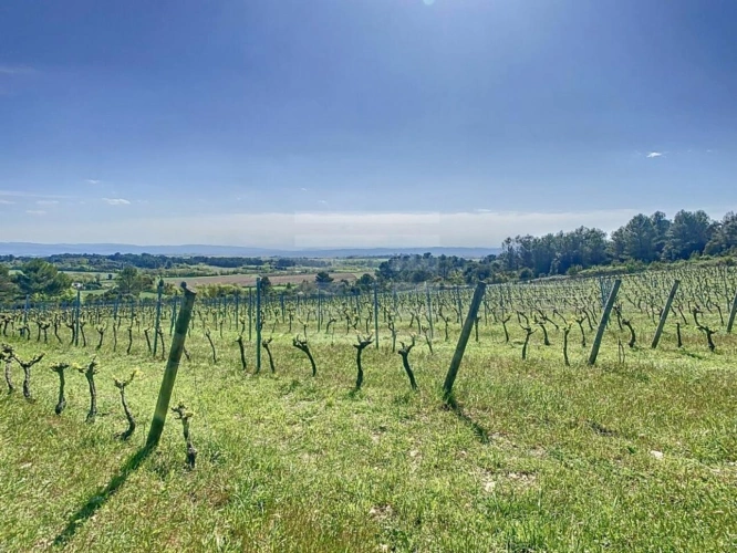 Photos 2 - Viticole - Propriété viticole