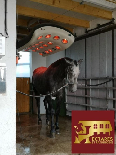 Photos 11 - Équestre - Domaine équestre + de 30 hectares