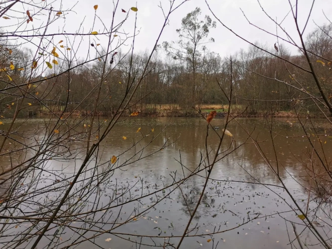 Photos 6 - Forestière - Maison en pierres avec parc arboré et étang