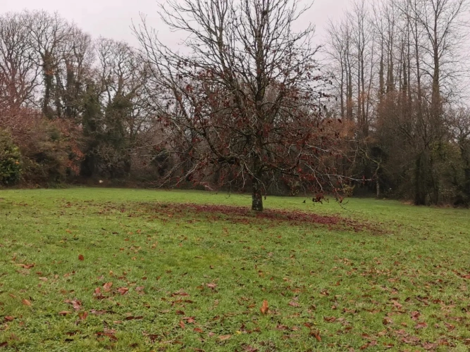 Photos 13 - Forestière - Maison en pierres avec parc arboré et étang
