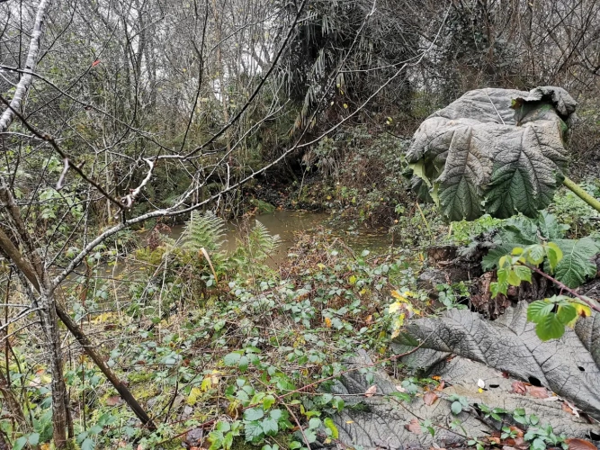Photos 15 - Forestière - Maison en pierres avec parc arboré et étang