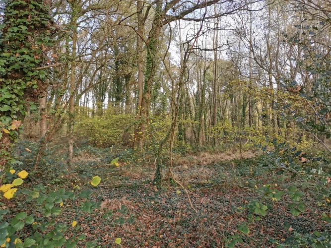 Photos 10 - Rurale - etang, bois et prairie