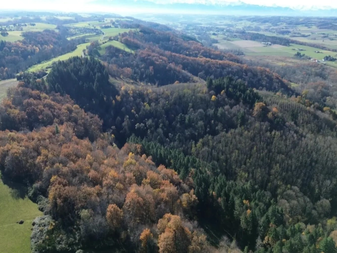 Photos 2 - Forestière - FORÊT DE PRODUCTION DE PEUPLEMENTS MIXTES