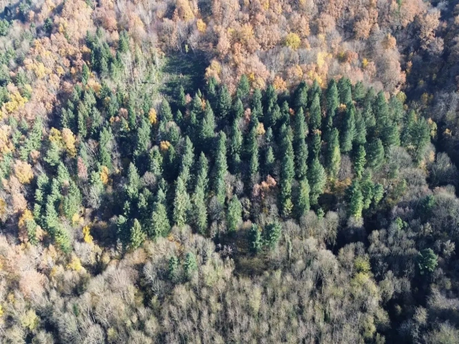Photos 4 - Forestière - FORÊT DE PRODUCTION DE PEUPLEMENTS MIXTES