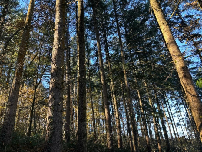 Photos 5 - Forestière - FORÊT DE PRODUCTION DE PEUPLEMENTS MIXTES