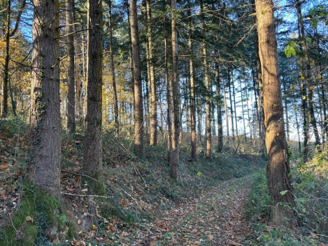Photos 6 - Forestière - FORÊT DE PRODUCTION DE PEUPLEMENTS MIXTES
