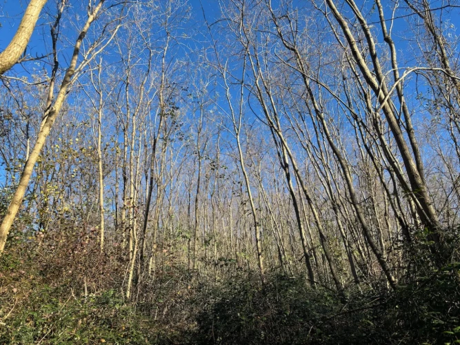 Photos 7 - Forestière - FORÊT DE PRODUCTION DE PEUPLEMENTS MIXTES