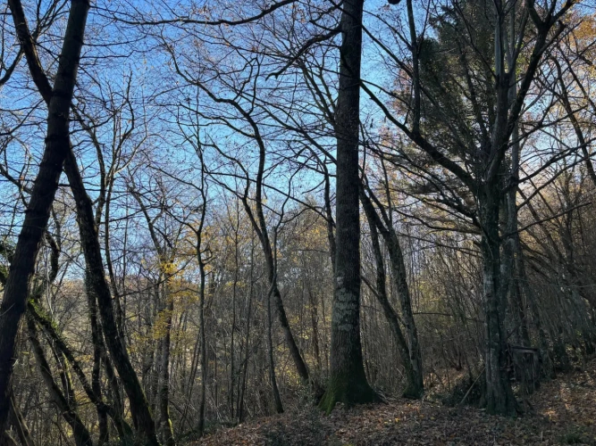 Photos 9 - Forestière - FORÊT DE PRODUCTION DE PEUPLEMENTS MIXTES