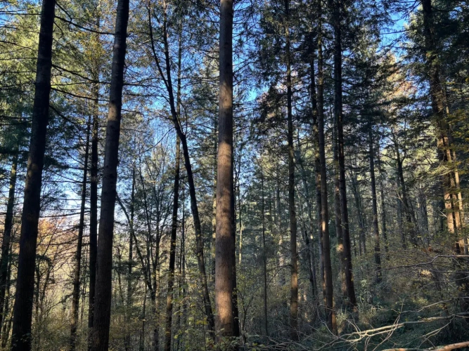 Photos 10 - Forestière - FORÊT DE PRODUCTION DE PEUPLEMENTS MIXTES