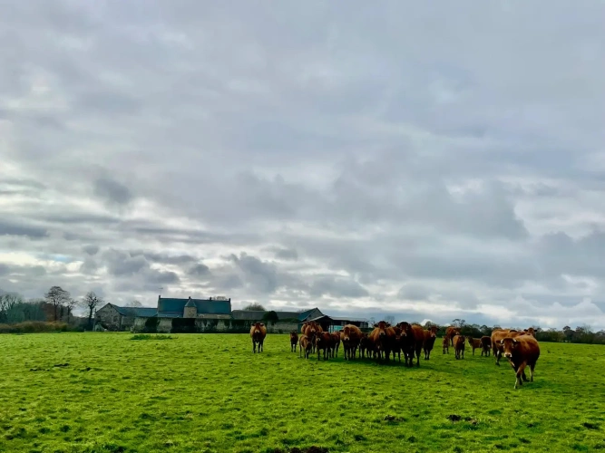 Photos 6 - Équestre - CALVADOS – PROPRIETE AGRICOLE DE 100 HECTARES AVEC MAISON DE CARACTERE