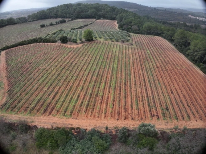 Photos 14 - Agricole - Terrain agricole de 8 500 m² à GABIAN (34)