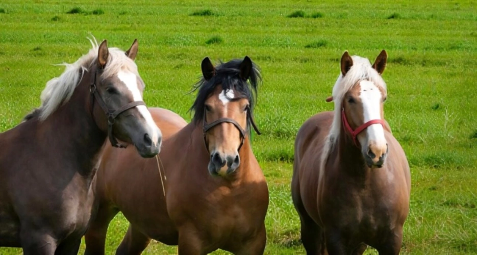 Photos 10 - Equestrian - 7-room property for sale near Charmes (88) - Farmhouse & Barn on 7500 m² of land