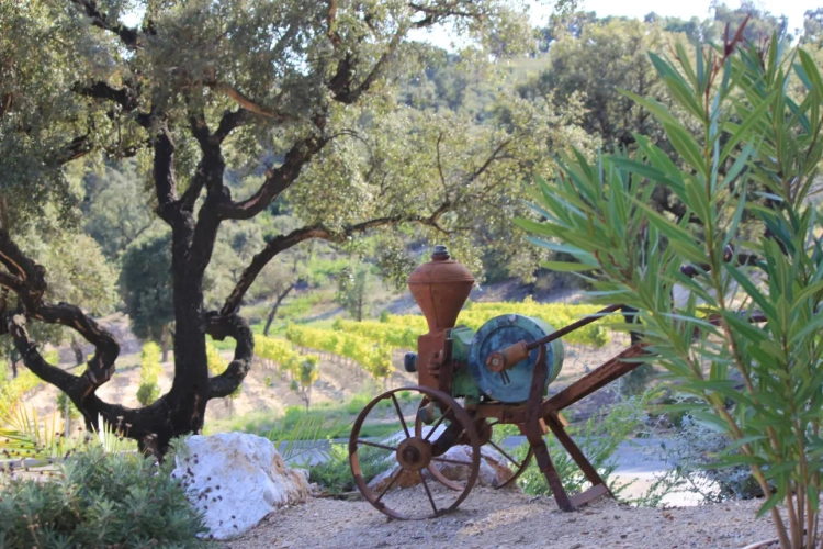 Photos 15 - Viticole - Domaine, Propriété viticole de prestige