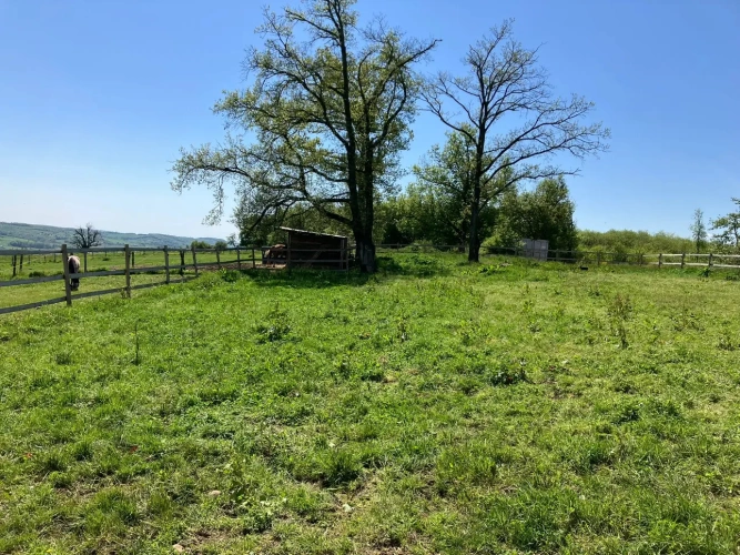 Photos 8 - Équestre - Ecurie d'élevage et de valorisation de chevaux et poneys