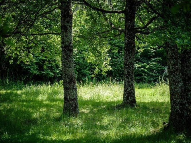 Photos 4 - Prestige - Dpt Creuse (23), à vendre Saint Vaury propriété de 35 pièces  - Piscine - Terrain 1,10 ha