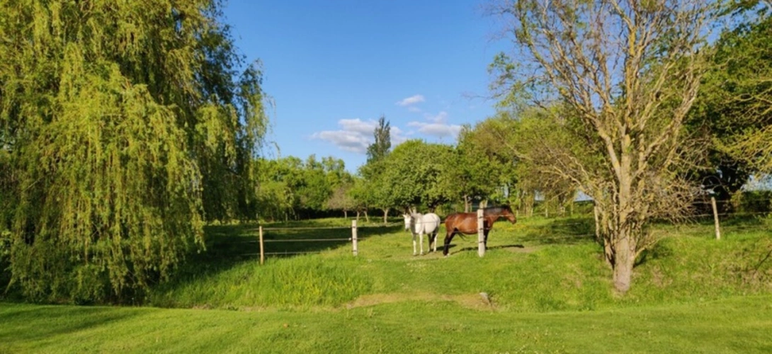 Photos 18 - Équestre - Dept de la Vienne (86) Propriété à vendre 7 pièces terrain 2 hectares SENILLE (86100)