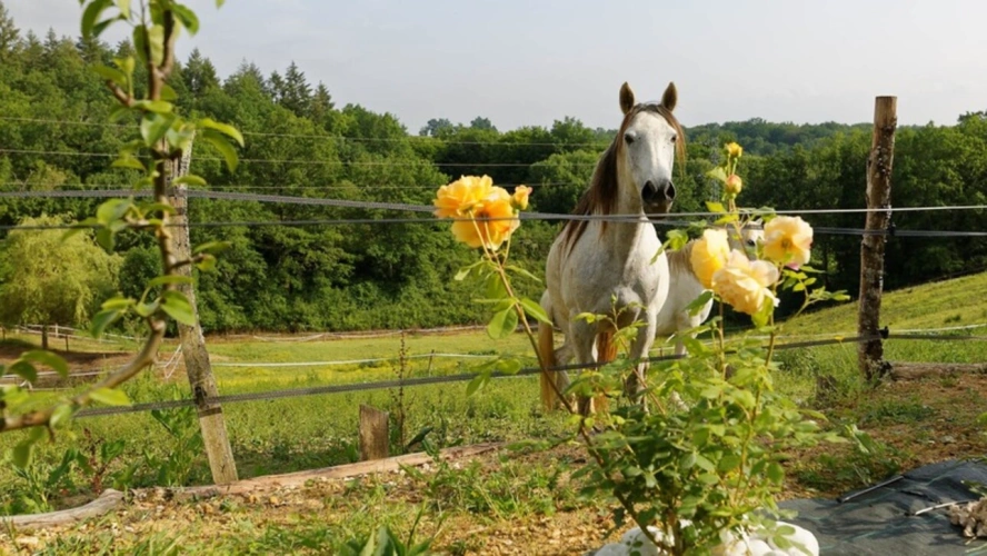 Photos 46 - Équestre - MARCIAC (32) proche, BELLE PROPRIETE GASCONNE 3ha, maison de maitre, 4 gîtes, piscine, boxes à chevaux