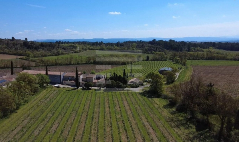 Photos 1 - Vineyard - Vineyard