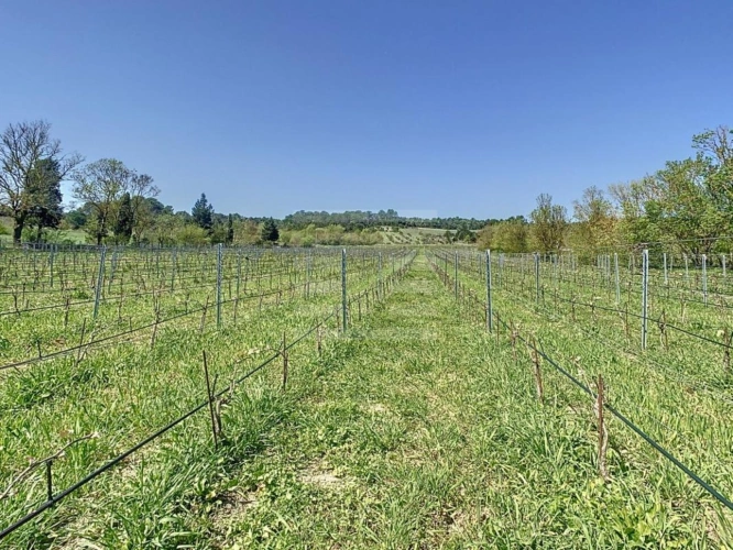 Photos 3 - Vineyard - Vineyard