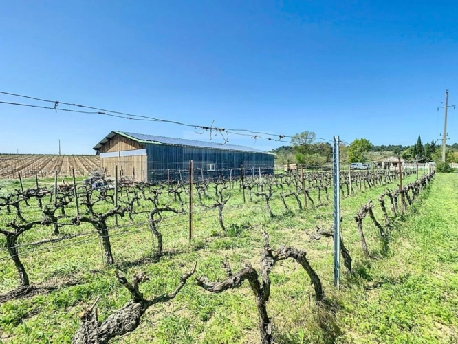 Photos 4 - Vineyard - Vineyard