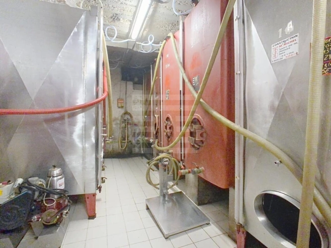 Photos 8 - Vineyard - Vineyard