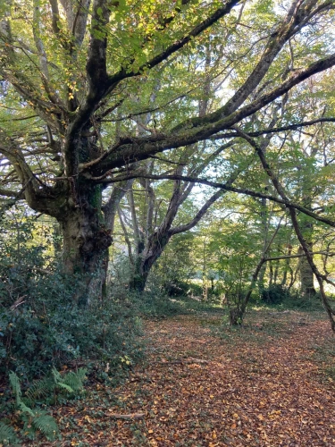 Photos 4 - Forestière - Vends étang de 5000m2 sur 10ha 83 a 43ca de bois et de prairies en bordure de rivière