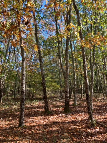Photos 5 - Forestière - Vends étang de 5000m2 sur 10ha 83 a 43ca de bois et de prairies en bordure de rivière