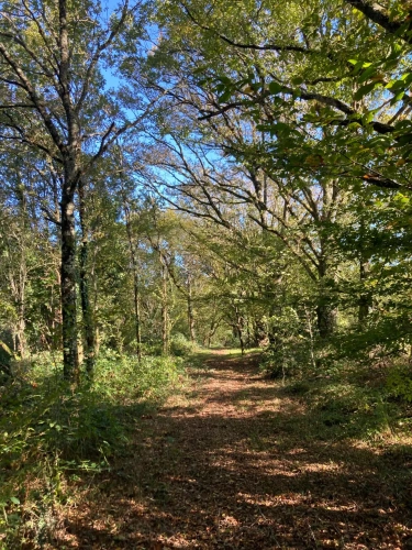 Photos 6 - Forestière - Vends étang de 5000m2 sur 10ha 83 a 43ca de bois et de prairies en bordure de rivière