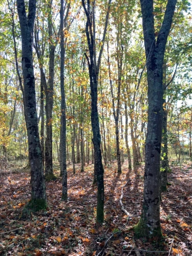 Photos 7 - Forestière - Vends étang de 5000m2 sur 10ha 83 a 43ca de bois et de prairies en bordure de rivière