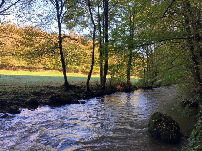 Photos 8 - Forestière - Vends étang de 5000m2 sur 10ha 83 a 43ca de bois et de prairies en bordure de rivière
